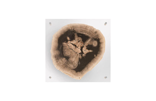 Phillips Collection Floating Petrified Slice Wall Art, Assorted WALL ACCENTS