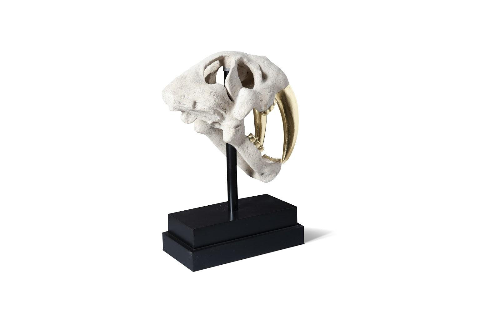 Saber Tooth Tiger Skull, Roman Stone - Thumbnail 5