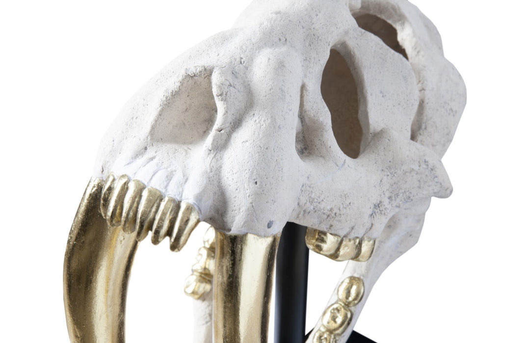 Saber Tooth Tiger Skull, Roman Stone - Phillips Collection - AmericanHomeFurniture